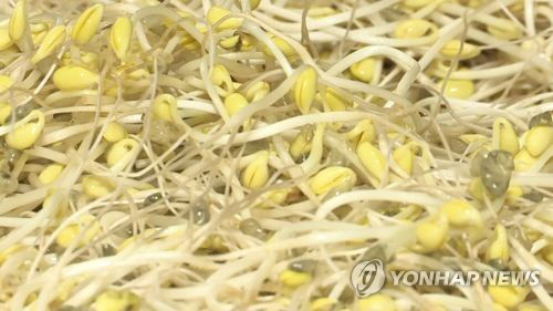 콩나물.<연합뉴스>